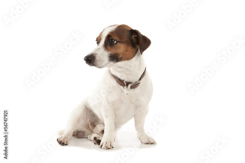 Jack Russell terrier © Nikolai Tsvetkov