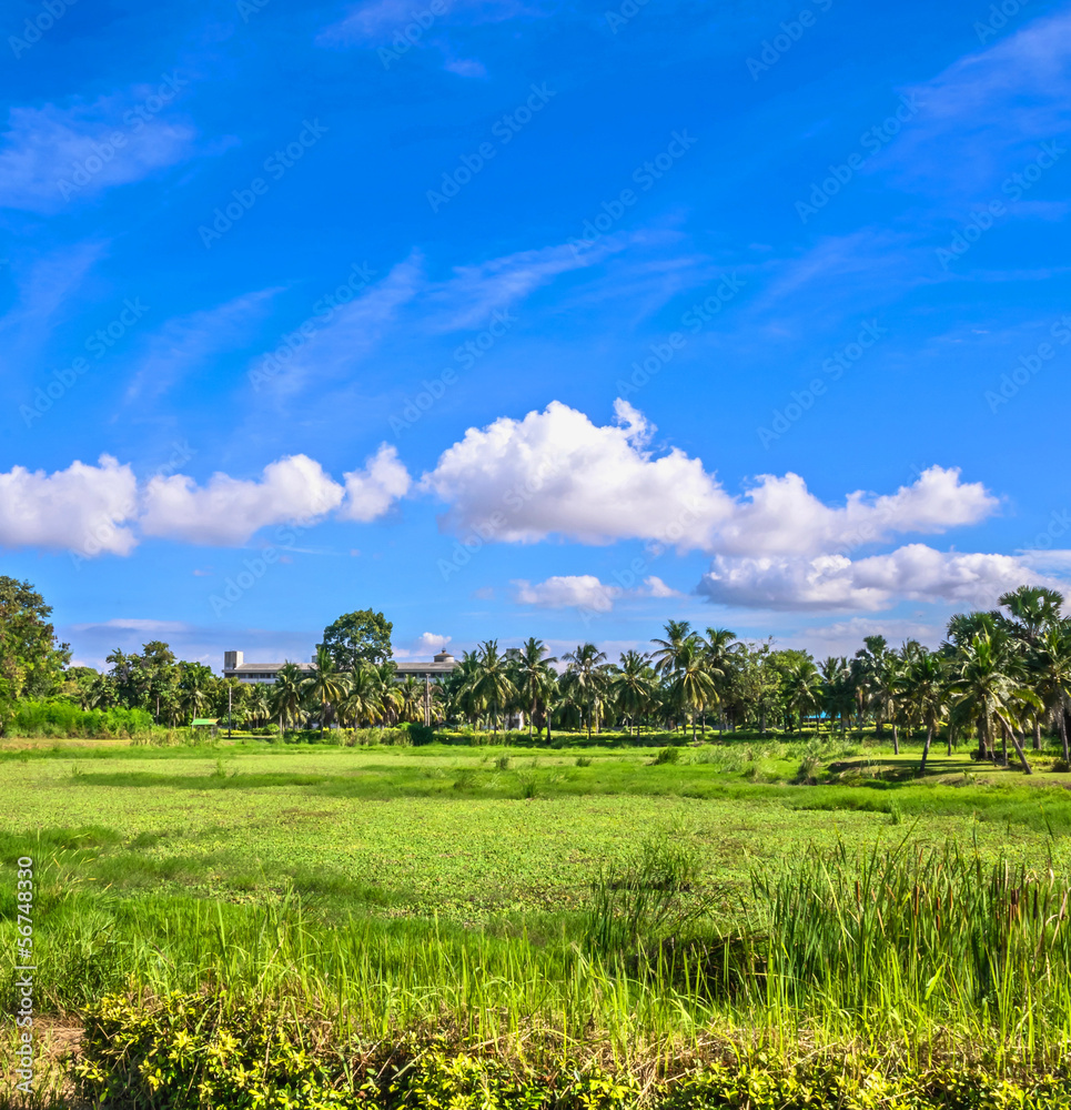 field of grass and coconut palms field of grass and coconut palms