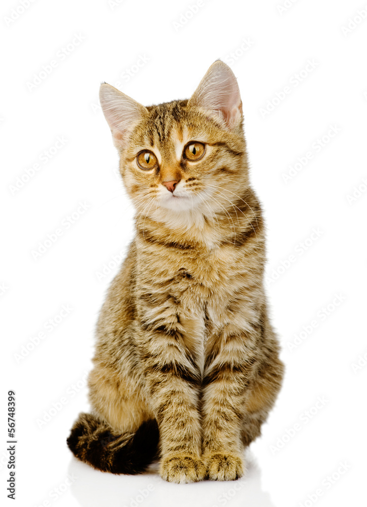 little kitten sitting in front. isolated on white background