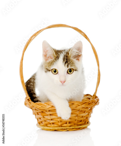 white kitten in basket. isolated on white background © Ermolaev Alexandr