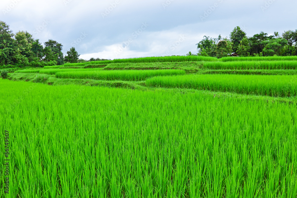 Young rice field on beginning rainy season on cloudy day Young rice field on beginning rainy season on cloudy day