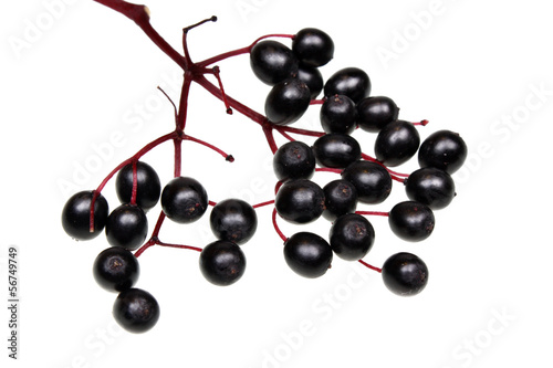 Black elderberry