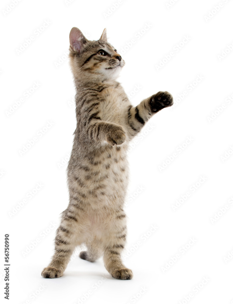 Cute tabby kitten Cute tabby kitten