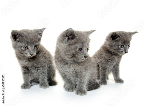 Three gray kitten © Tony Campbell