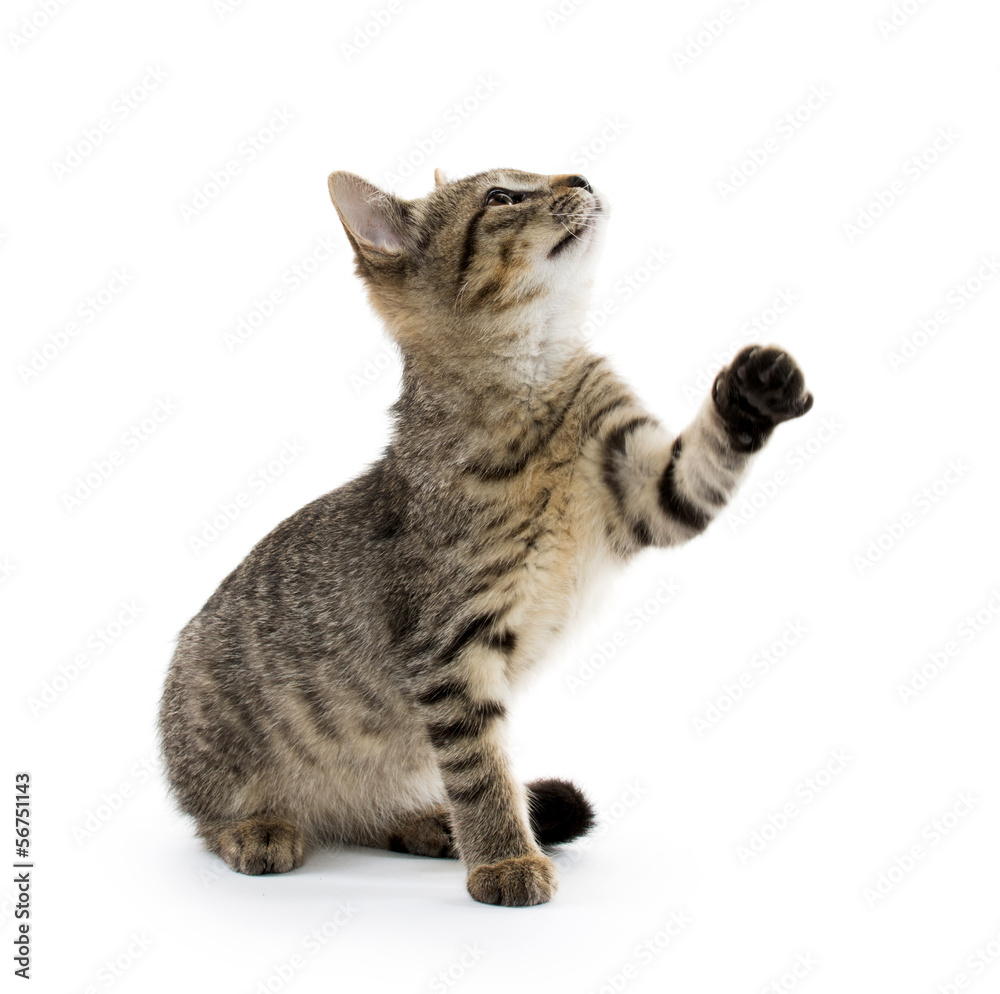 Fototapeta premium Cute tabby kitten