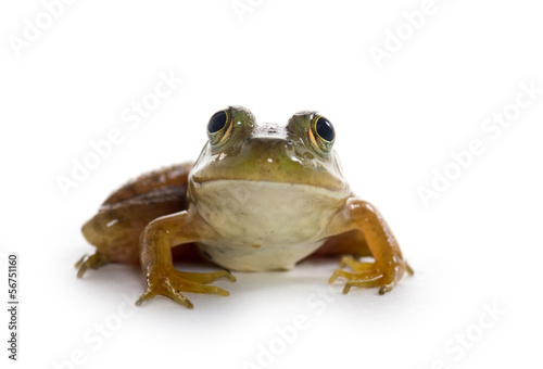 American Bullfrog