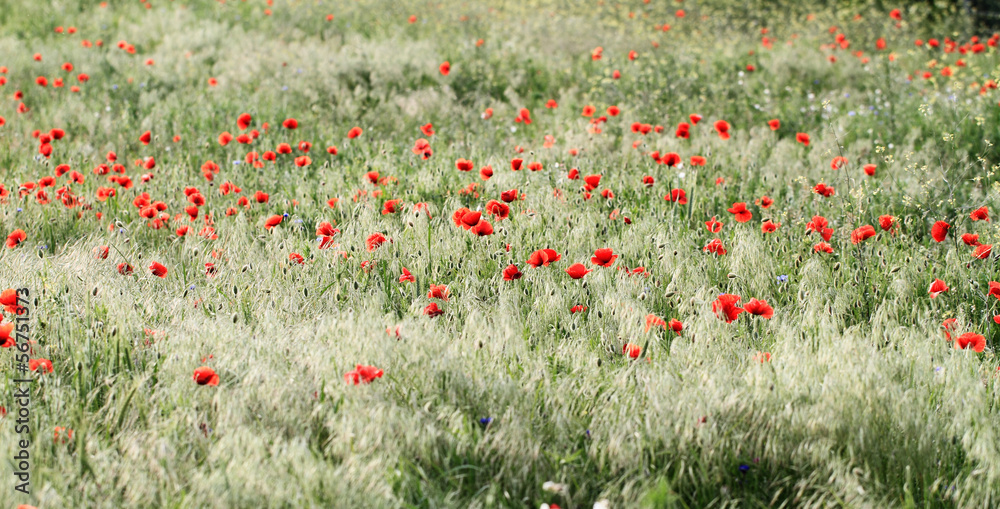 Fototapeta premium Red poppies