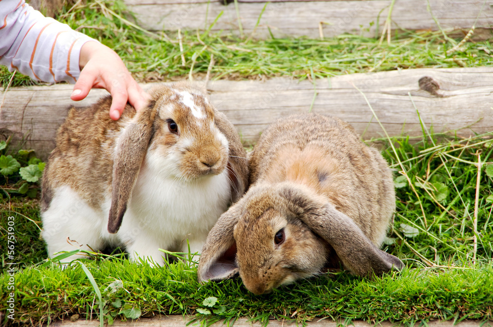 child and rabbits