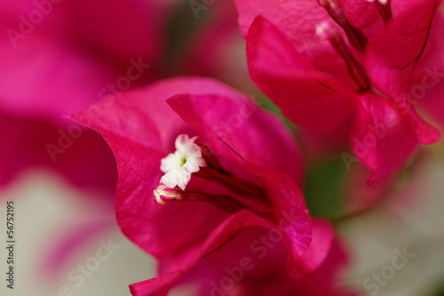 Bougainville flowers