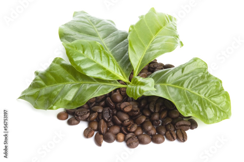 coffee grains and leaves