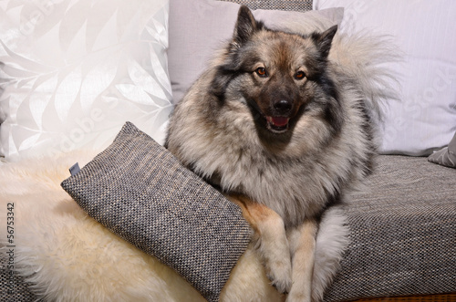 Hund auf Sofa mit Kissen und Decke photo