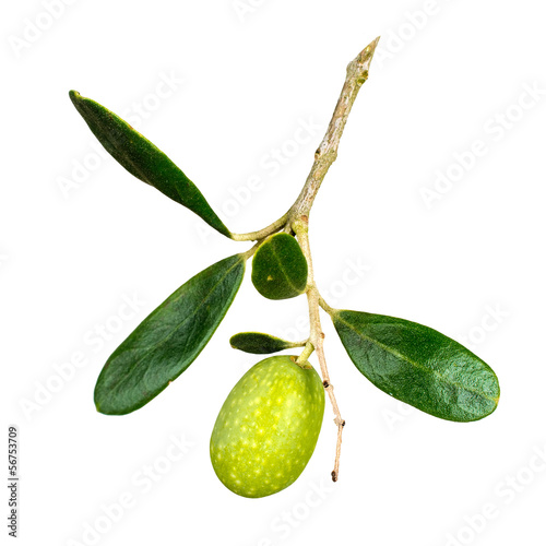 Wallpaper Mural Green olive on twig isolated over white background Torontodigital.ca