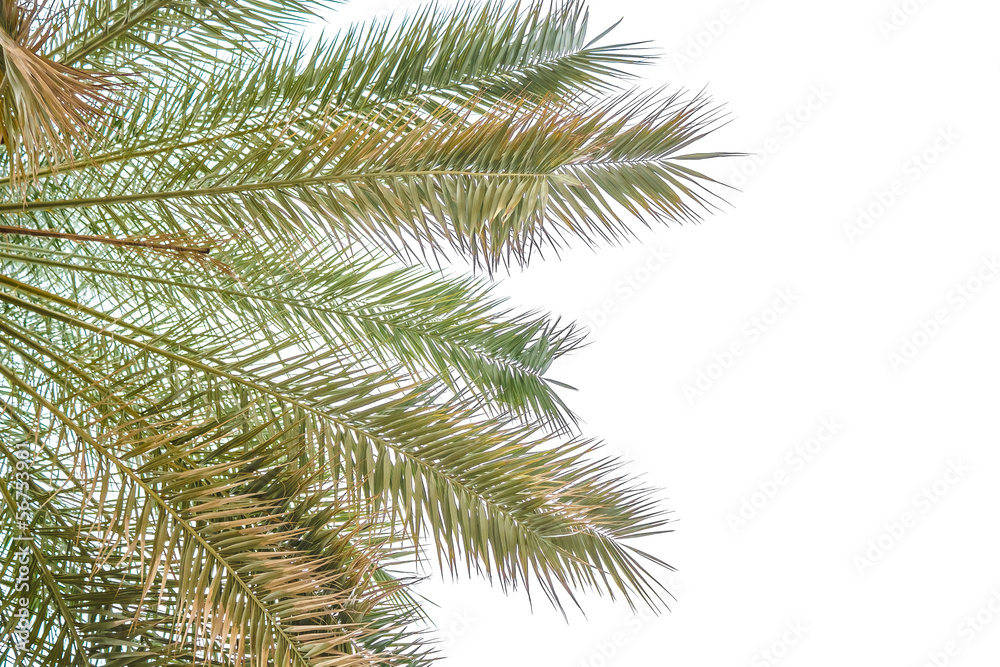 Hojas de palmera aisladas