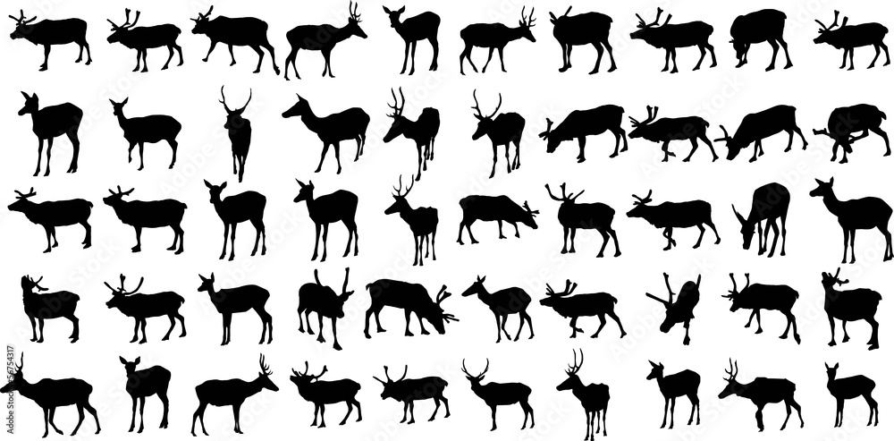 Obraz premium Set of 50 vector silhouettes of deer