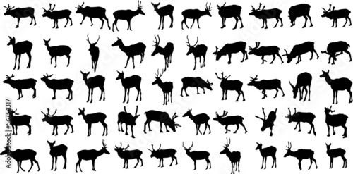 Set of 50 vector silhouettes of deer