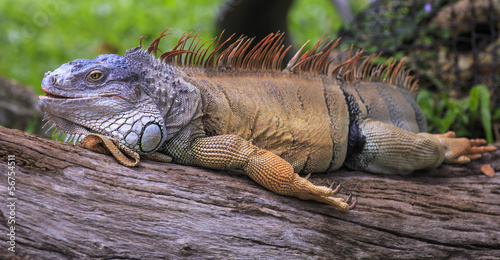  Iguana in the nature