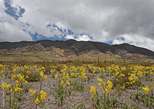  Désert d'Atacama fleuri après la pluie