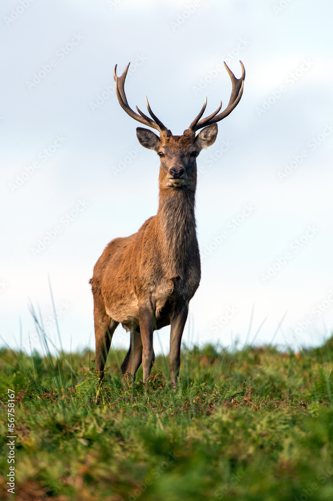 Fototapeta premium Red Deer