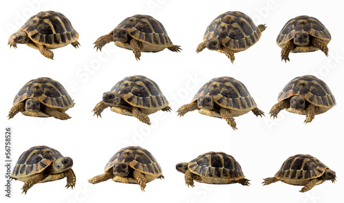 turtle collection