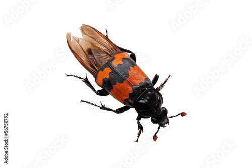 Burying beetle (Nicrophorus vespilloides) photo