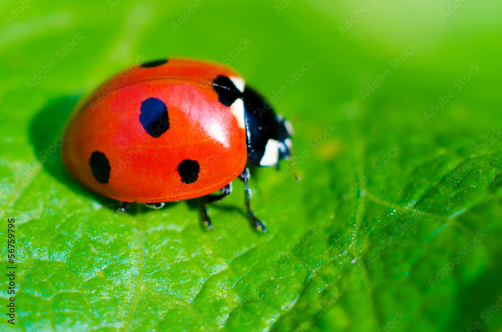 ladybug ladybug