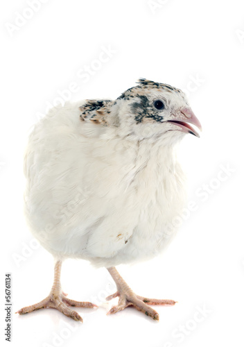 white quail