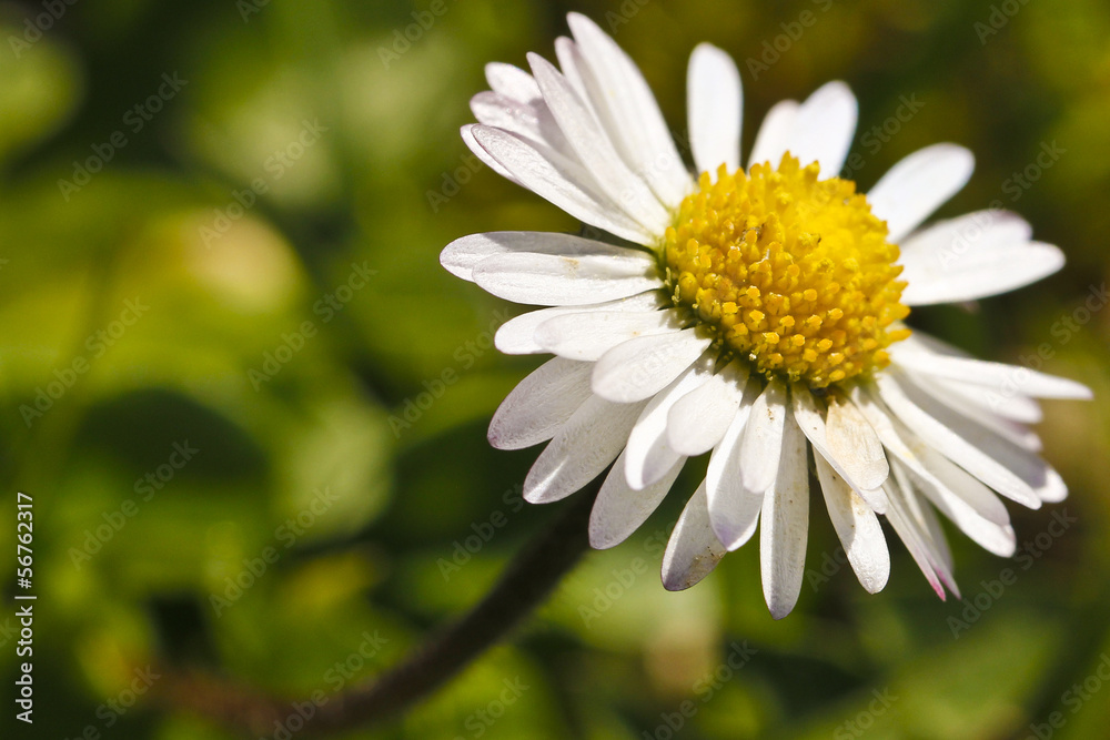Fototapeta premium Fiore