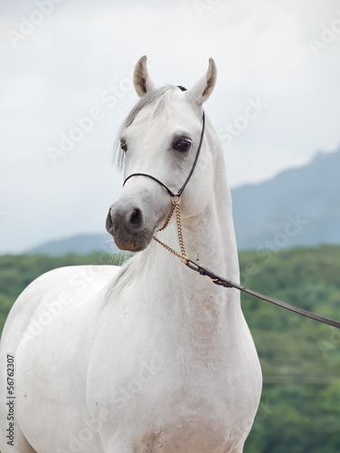 white wondeful arabian stallion at mountain background © anakondasp