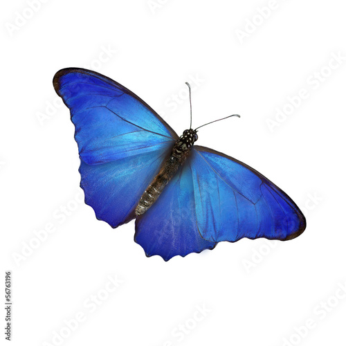 Blauer Schmetterling photo