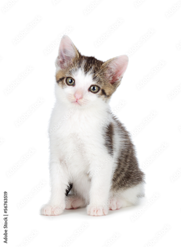 Cute kitten on a white background.