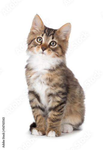 Cute tabby kitten on a white background.