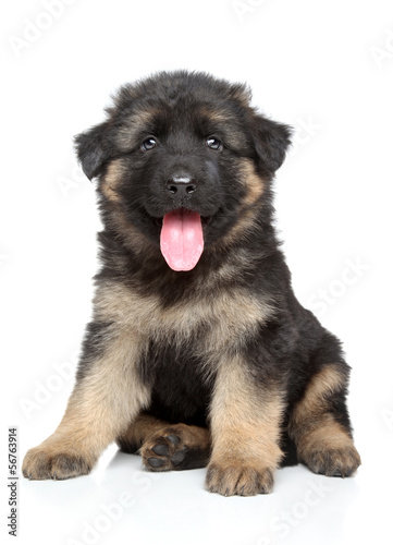 German shepherd puppy