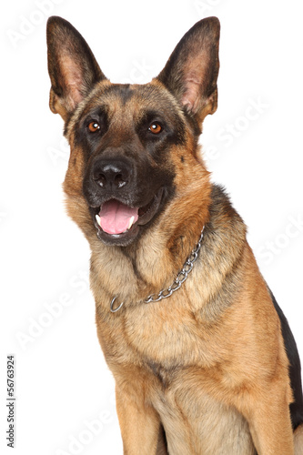 German Shepherd dog