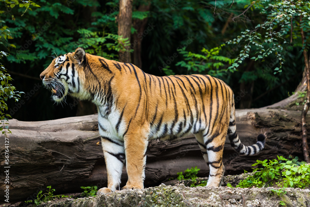 Tiger Tiger