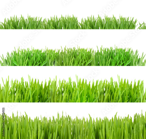 Collage of green grass isolated on white