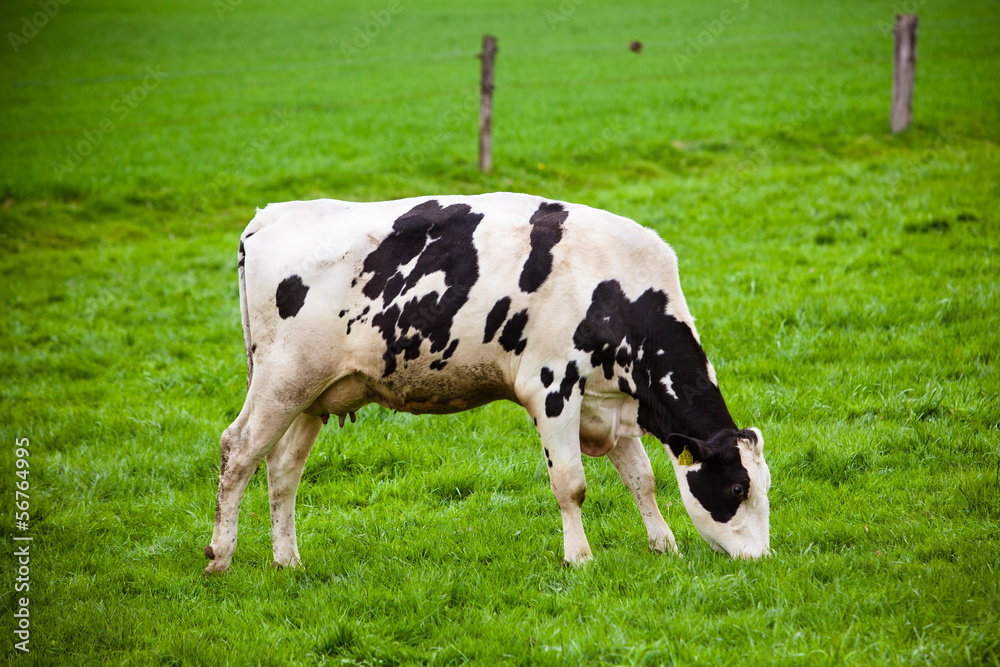 Cows on meadow with green grass. Grazing calves Cows on meadow with green grass. Grazing calves