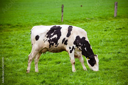 Cows on meadow with green grass. Grazing calves