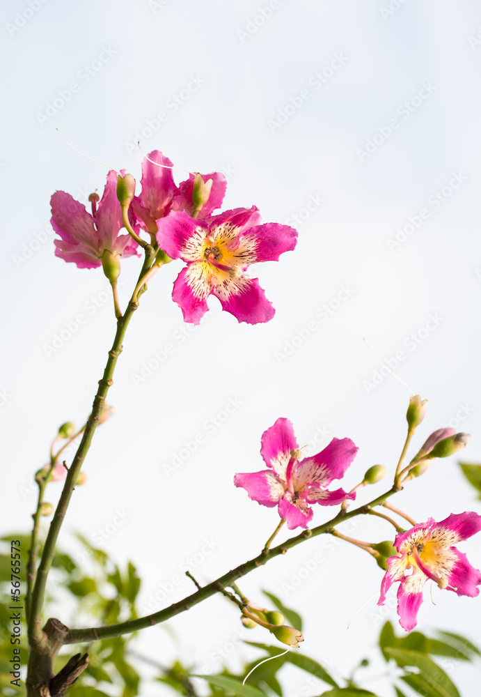 chinese redbud chinese redbud