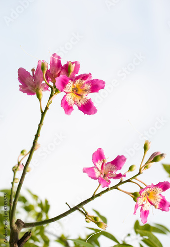 Fototapeta Naklejka Na Ścianę i Meble -  chinese redbud