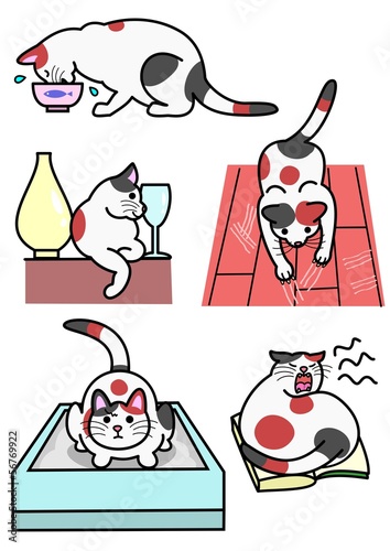 猫、いろいろ行動