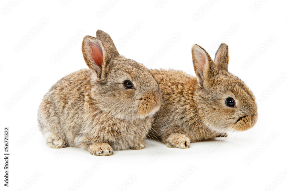 Obraz premium Cute bunnies isolated on white background
