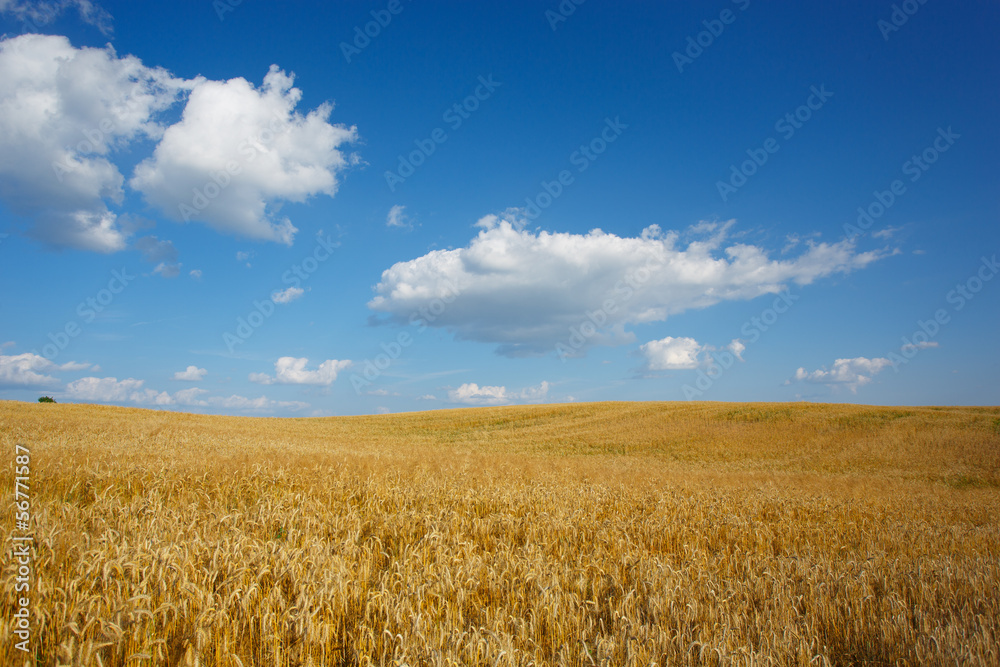 Landscape with sky and field of wheat