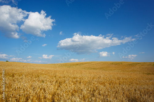 Landscape with sky and field of wheat