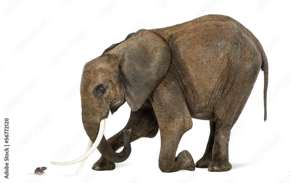 Naklejka premium African elephant kneeling in front of a mouse, isolated on white