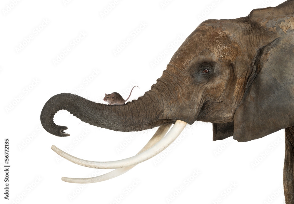 Obraz premium Zbliżenie: myszy stojącej na tułowiu słonia, odizolowane