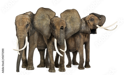 Front view of three African elephants facing, standing, isolated