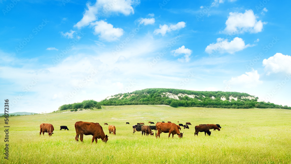 Cow on green meadow.