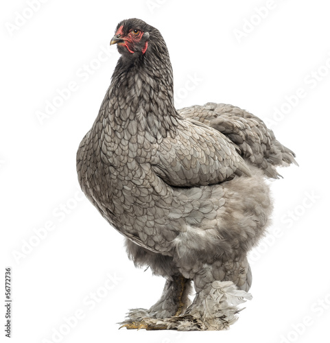 Side view of a Dark Brahma hen, isolated on white