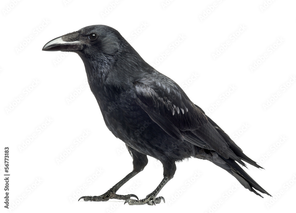 Obraz premium Side view of a Carrion Crow, Corvus corone, isolated on white