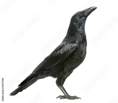 Side view of a Carrion Crow looking up, Corvus corone, isolated